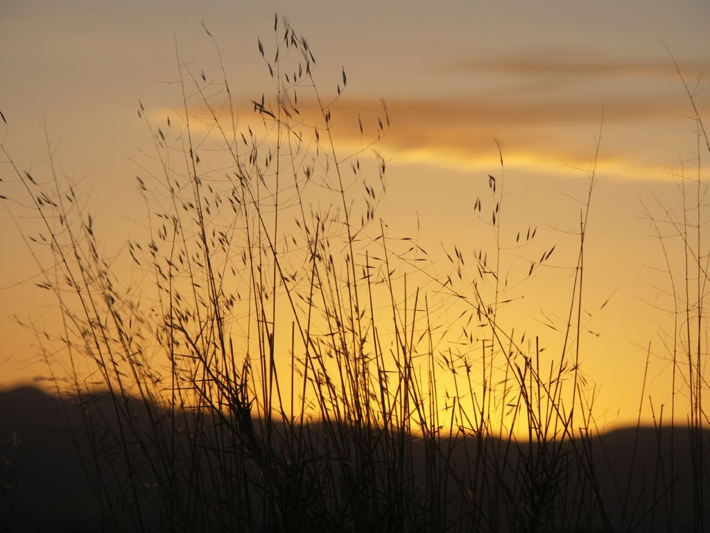 namib desert